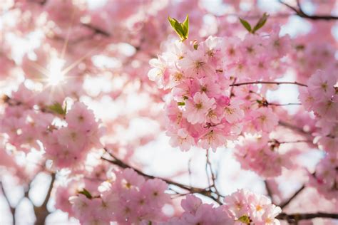 桂花種植土壤|桂花種植指南：微酸土壤、適當澆水、適度遮蔭，打造。